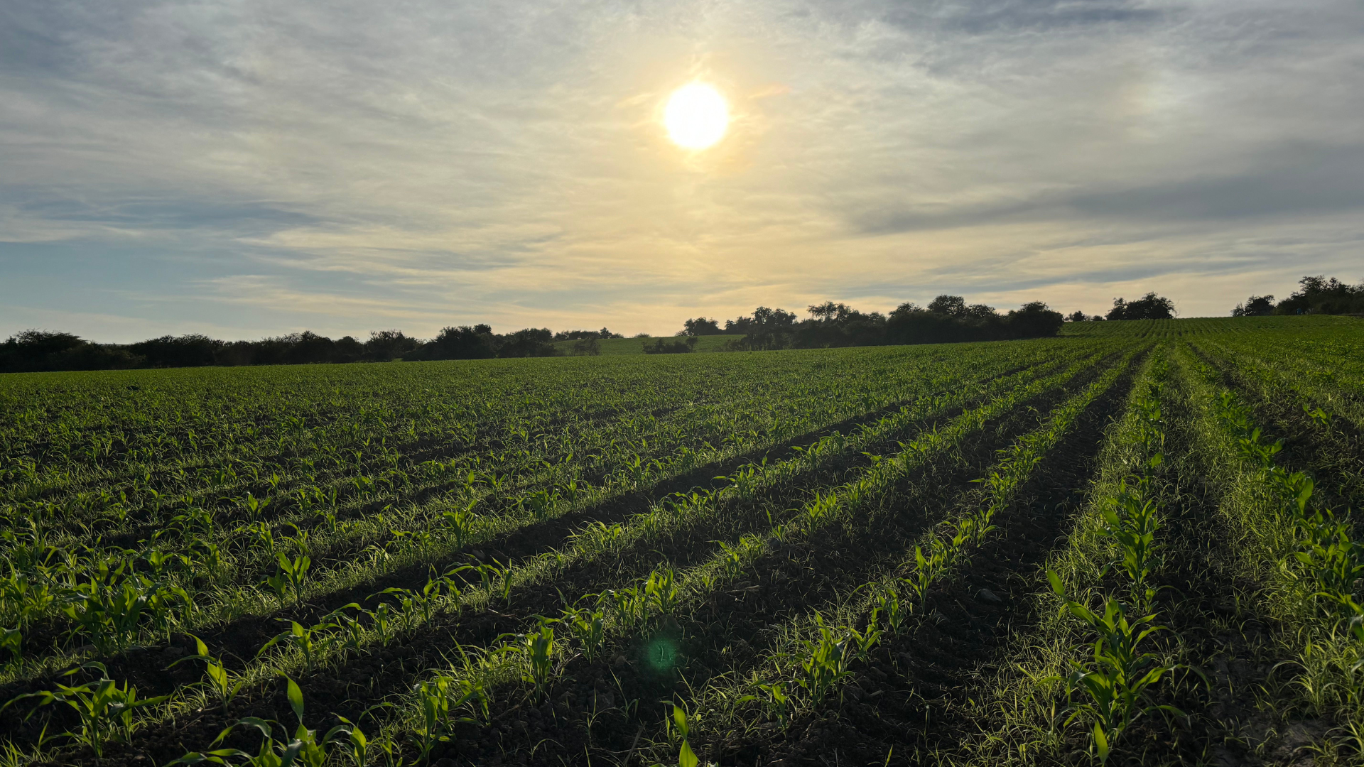 Plots with Zea mays crops